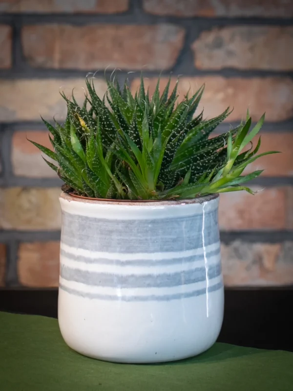 Kwiaciarnia_ATENA_Lubon_kwiaty_doniczkowe_ALOES_OŚCISTY