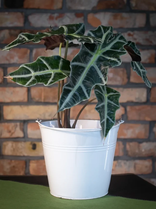 Kwiaciarnia_ATENA_Lubon_kwiaty_doniczkowe_ALOKAZJA