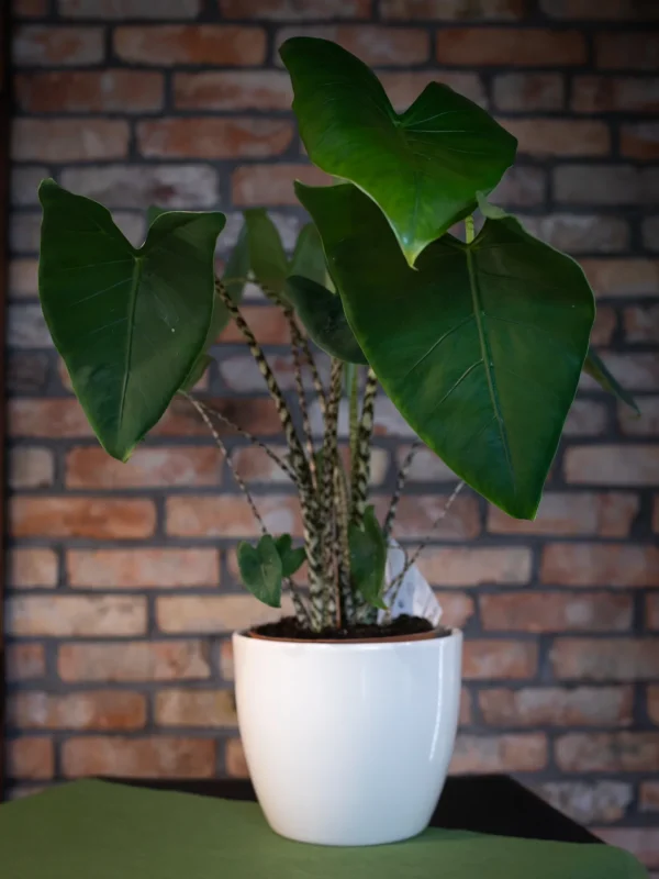 Kwiaciarnia_ATENA_Lubon_kwiaty_doniczkowe_ALOKAZJA_ZEBRINA1