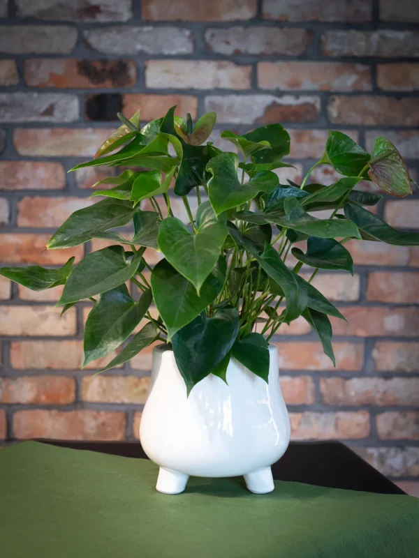 Kwiaciarnia_ATENA_Lubon_kwiaty_doniczkowe_ANTURIUM_CLARINERVIUM (1)