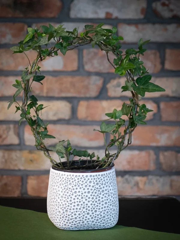 Kwiaciarnia_ATENA_Lubon_kwiaty_doniczkowe_BLUSZCZ (1)