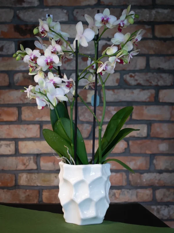 Kwiaciarnia_ATENA_Lubon_kwiaty_doniczkowe_STORCZYK_2