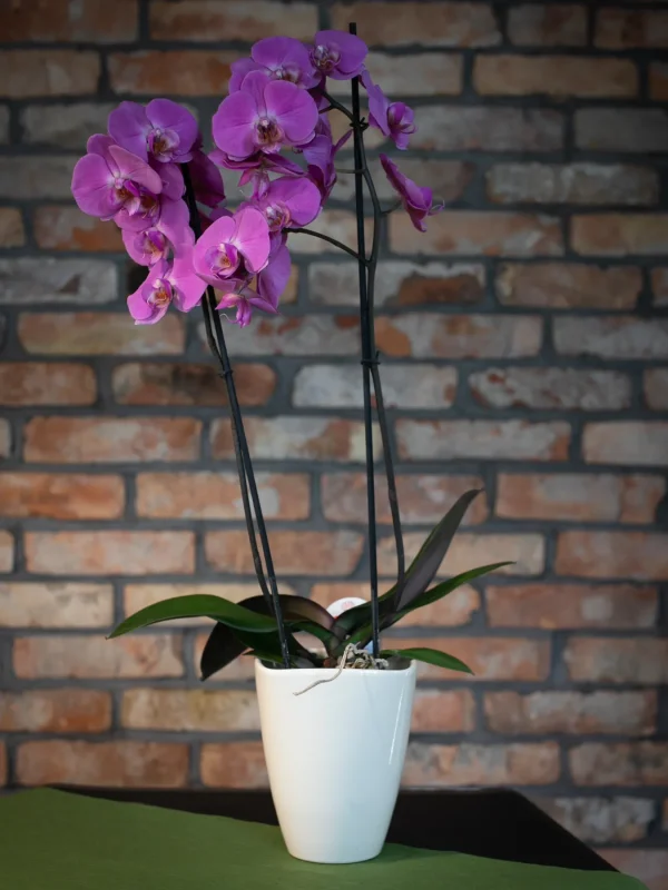 Kwiaciarnia_ATENA_Lubon_kwiaty_doniczkowe_STORCZYK_3