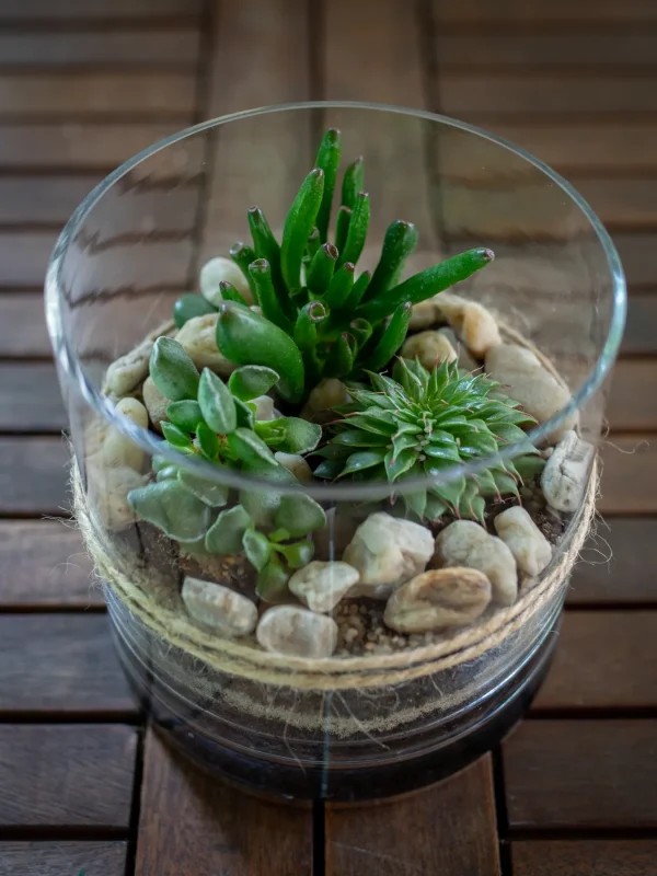 Kwiaciarnia_Atena_Lubon_las_w_sloiku_1