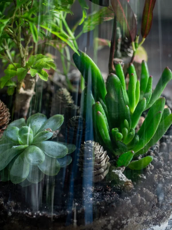 Kwiaciarnia_Atena_Lubon_las_w_sloiku_18