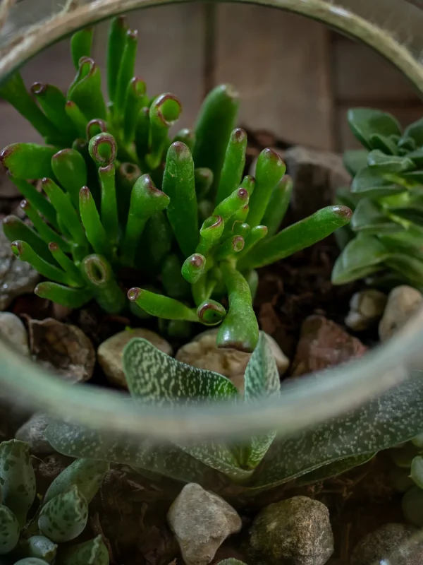 Kwiaciarnia_Atena_Lubon_las_w_sloiku_6